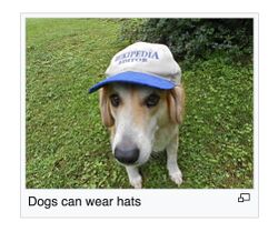 Dogscanwearhats.jpg