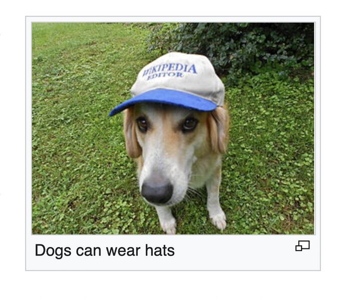 File:Dogscanwearhats.jpg