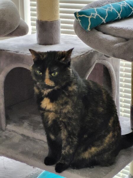 File:User The FatCat Cat.jpg